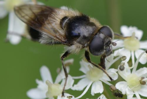 Réf. 213 634 : Cheilosia illustrata